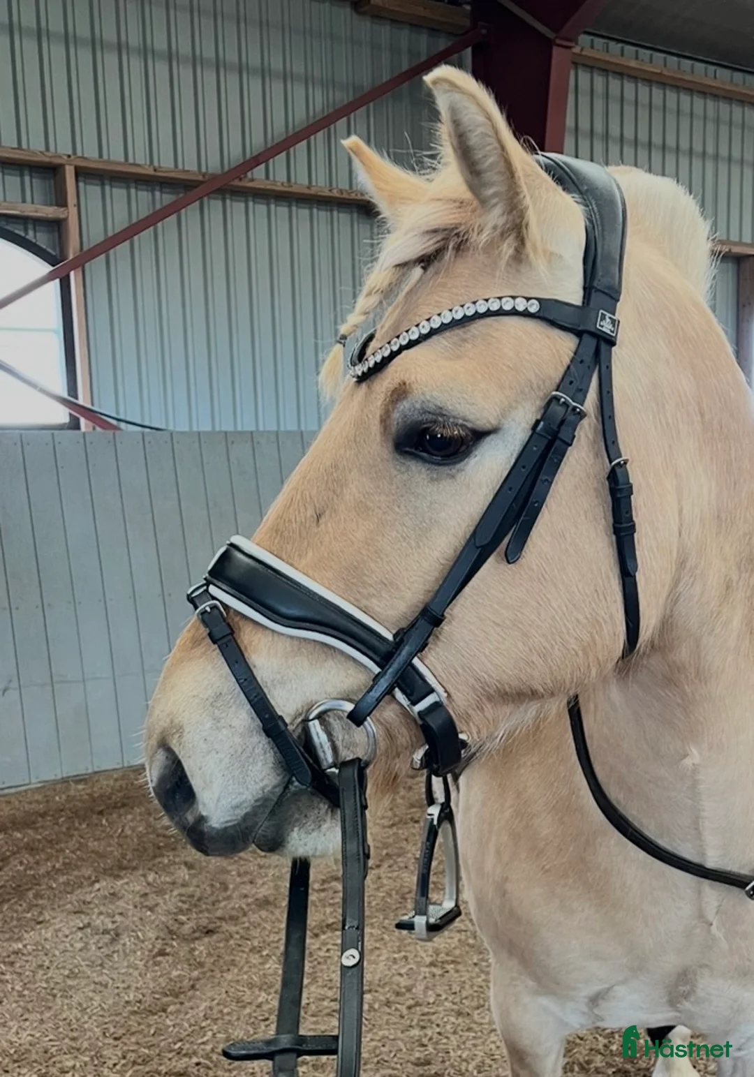 Träns hästutrustning till salu: SD Design träns i Trelleborg - Annons 1