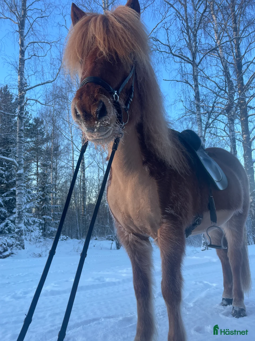Island hästar till salu: Härligt sto med mycket utvecklingspotential  - Annons 1