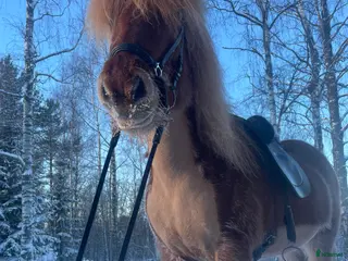 hästar Härligt sto med mycket utvecklingspotential - Annons 9
