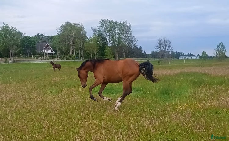  hästar i Enköping - Annons 3