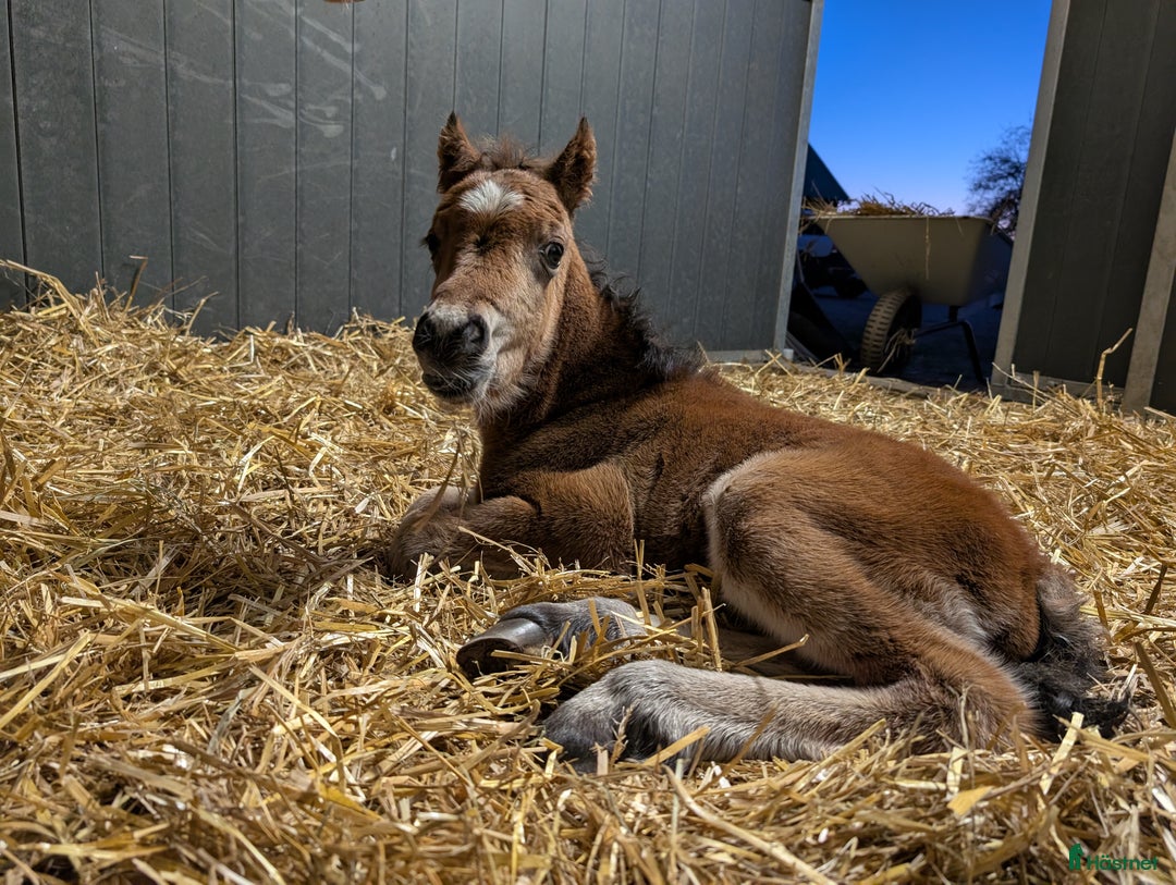 Allround hästar till salu: Rollo söker nya buskumpaner våren 2026 i Falköping - Annons 3