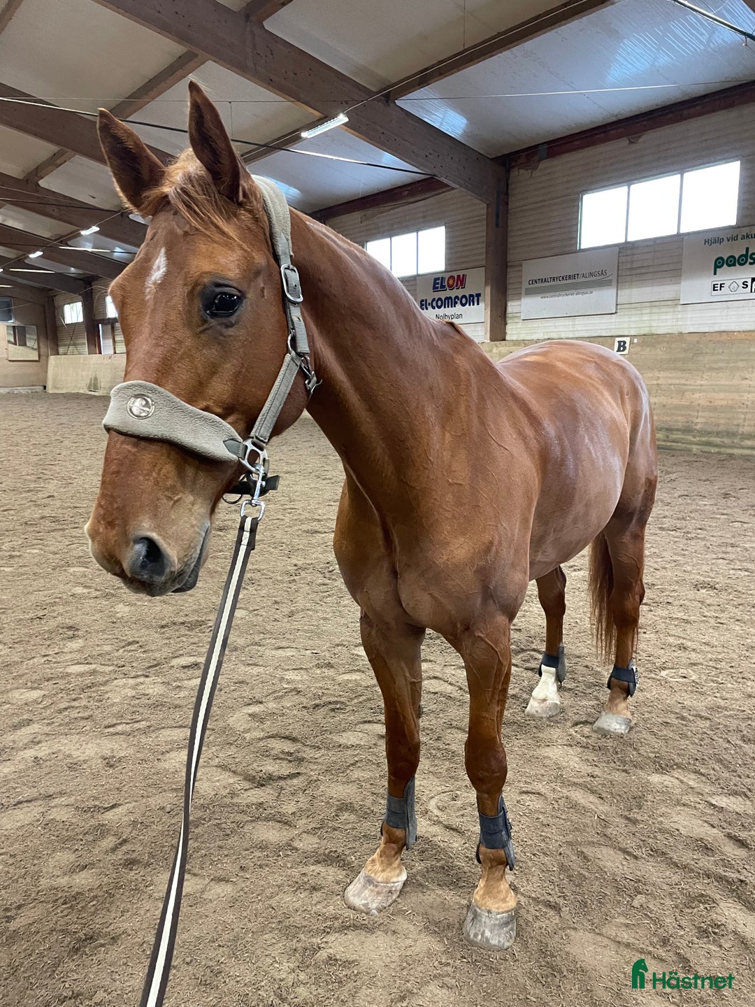 Allround hästar till salu: Ambitiös, välriden valack med kapacitet i Alingsås - Annons 6