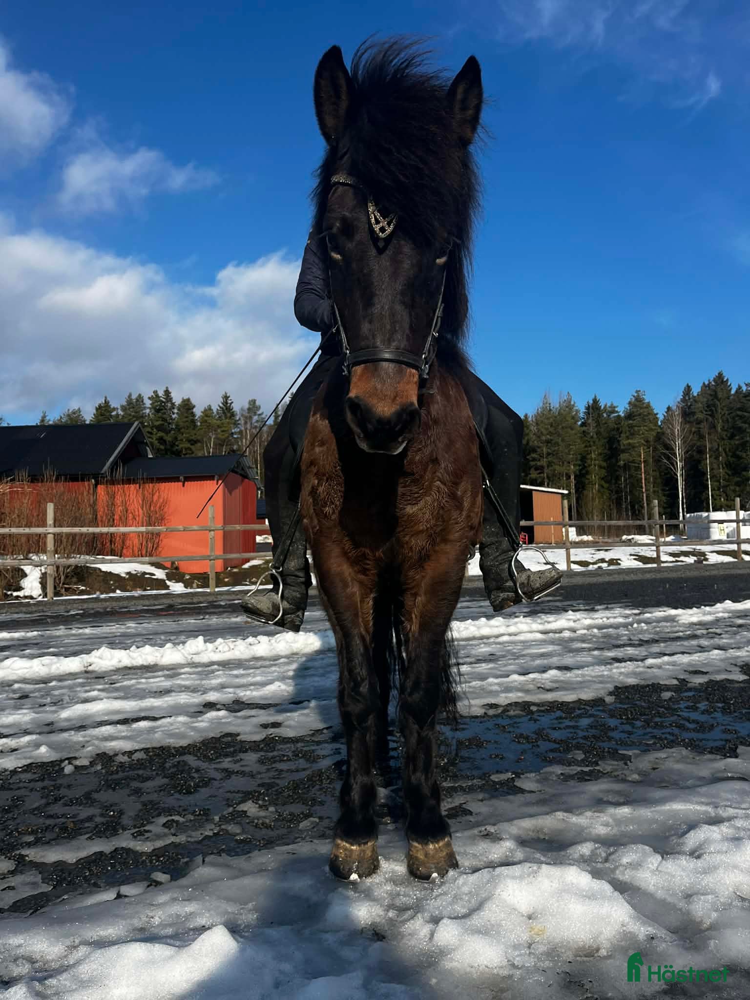  hästar Bedömd femgångsto med bra stam - Annons 2