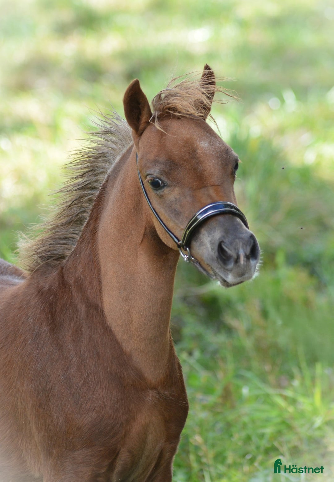 Allround hästar till salu: **Extremt vacker "miniarab" AMHA hingstföl** i Åtvidaberg - Annons 2