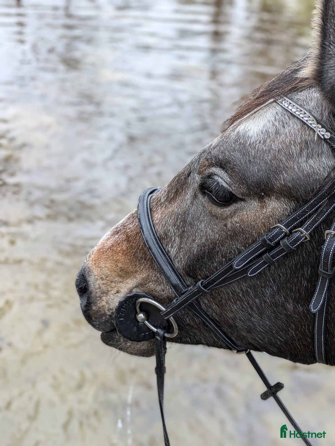 Hoppning hästar till salu: Cryst A llized Vanel  i Fjärås - Annons 3