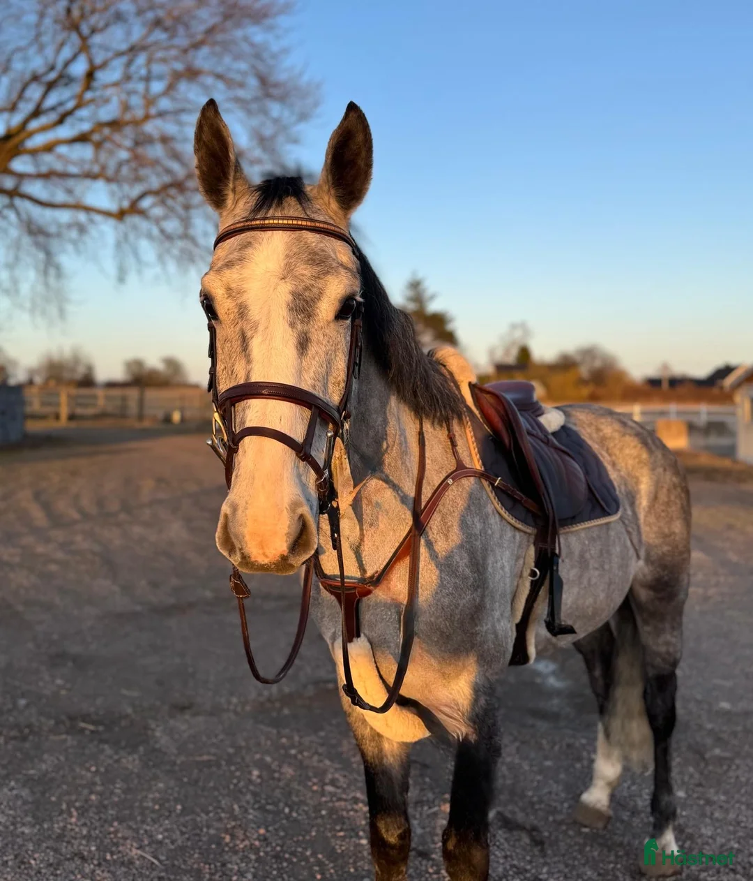 Allround hästar till salu: TREVLIG VALLACK - Annons 1