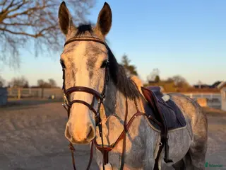 hästar TREVLIG VALLACK - Annons 5