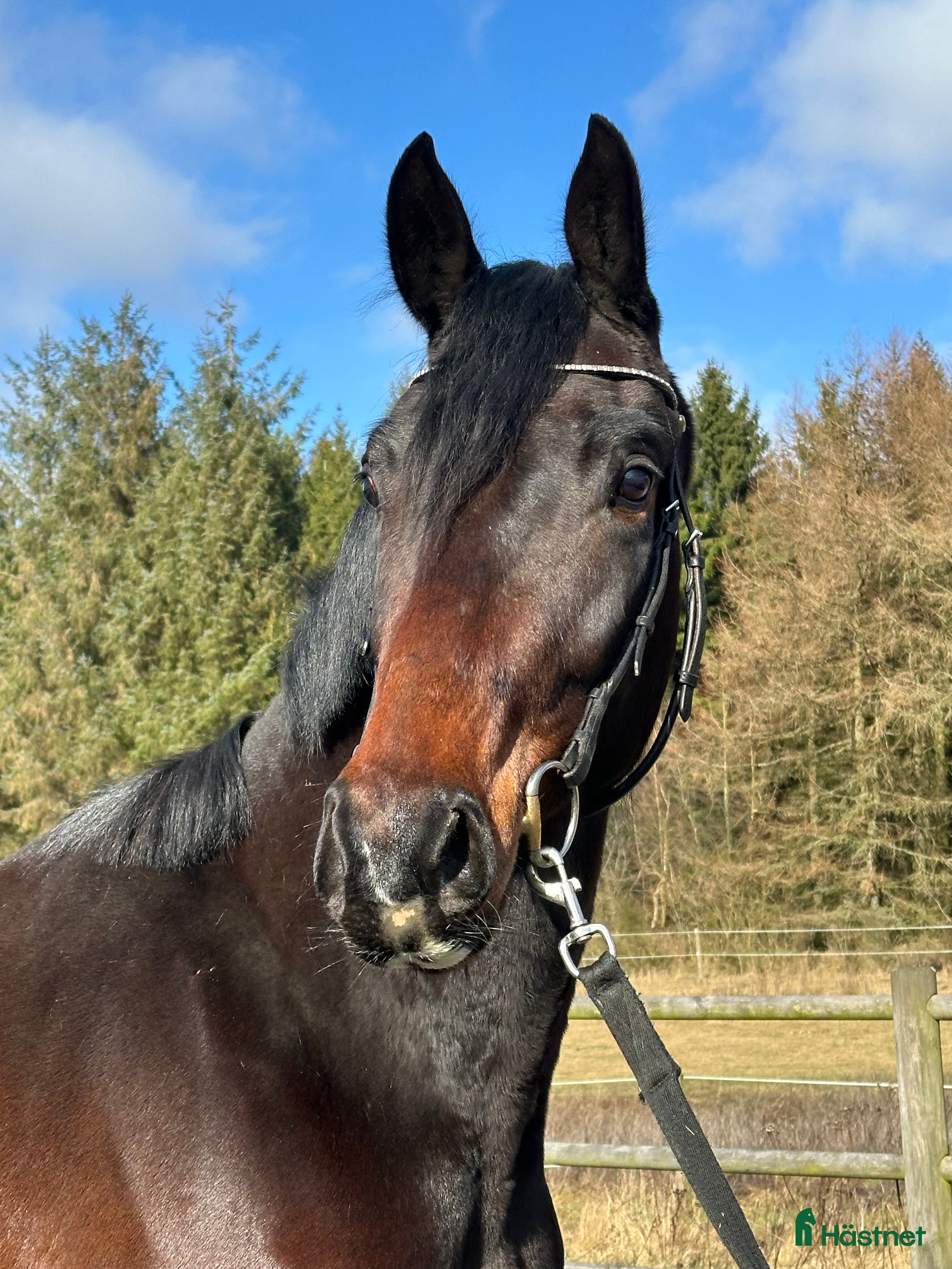  hästar Outstanding dressage prospect for the future  - Annons 1