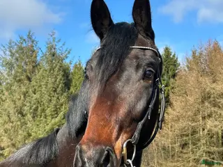 hästar Outstanding dressage prospect for the future - Annons 1