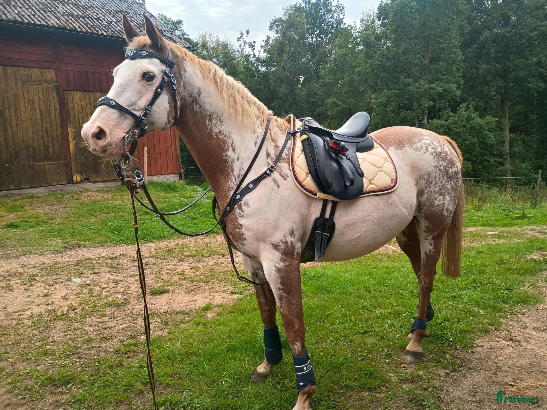  hästar Amerikansk paint till salu - Annons 2