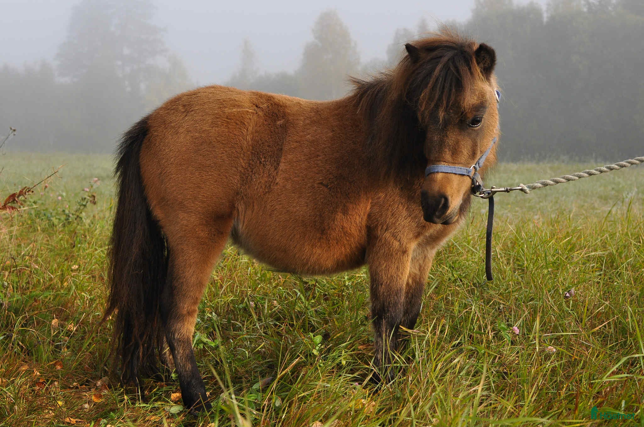  hästar Tia Dalma - charmig miniatyrkorsning till salu i Vindeln - Annons 14