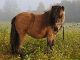 hästar Tia Dalma - charmig miniatyrkorsning till salu i Vindeln - Annons 14