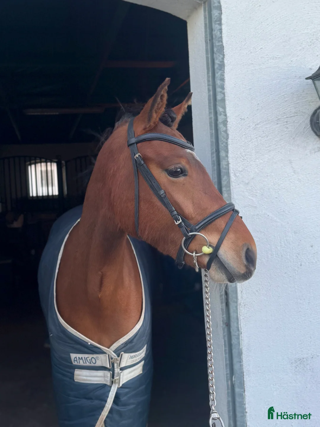 Träns hästutrustning till salu: Svart allround träns  - Annons 3