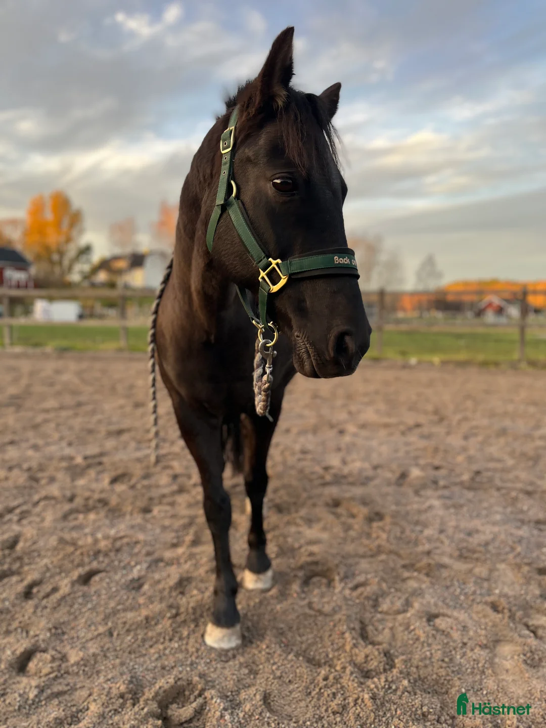  medryttarhäst finnes: Snäll och trevlig valack söker medryttare  i Vallentuna - Annons 3