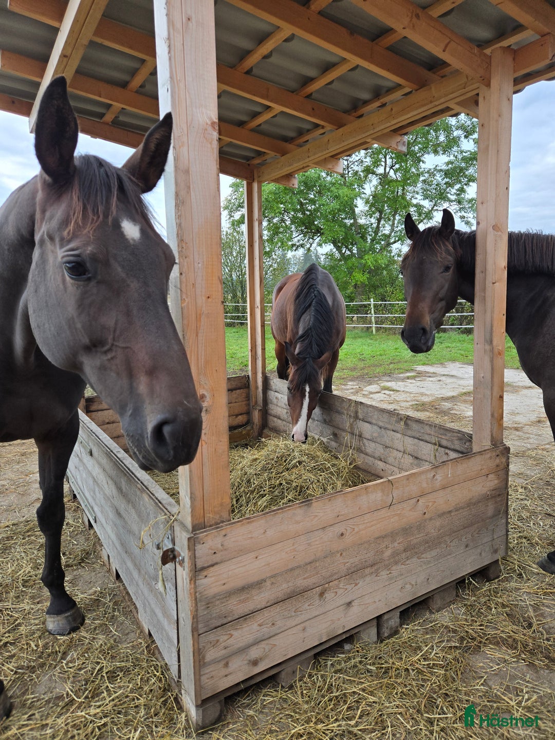  stallplats finnes: Lösdrift för sto i Grillby - Annons 2