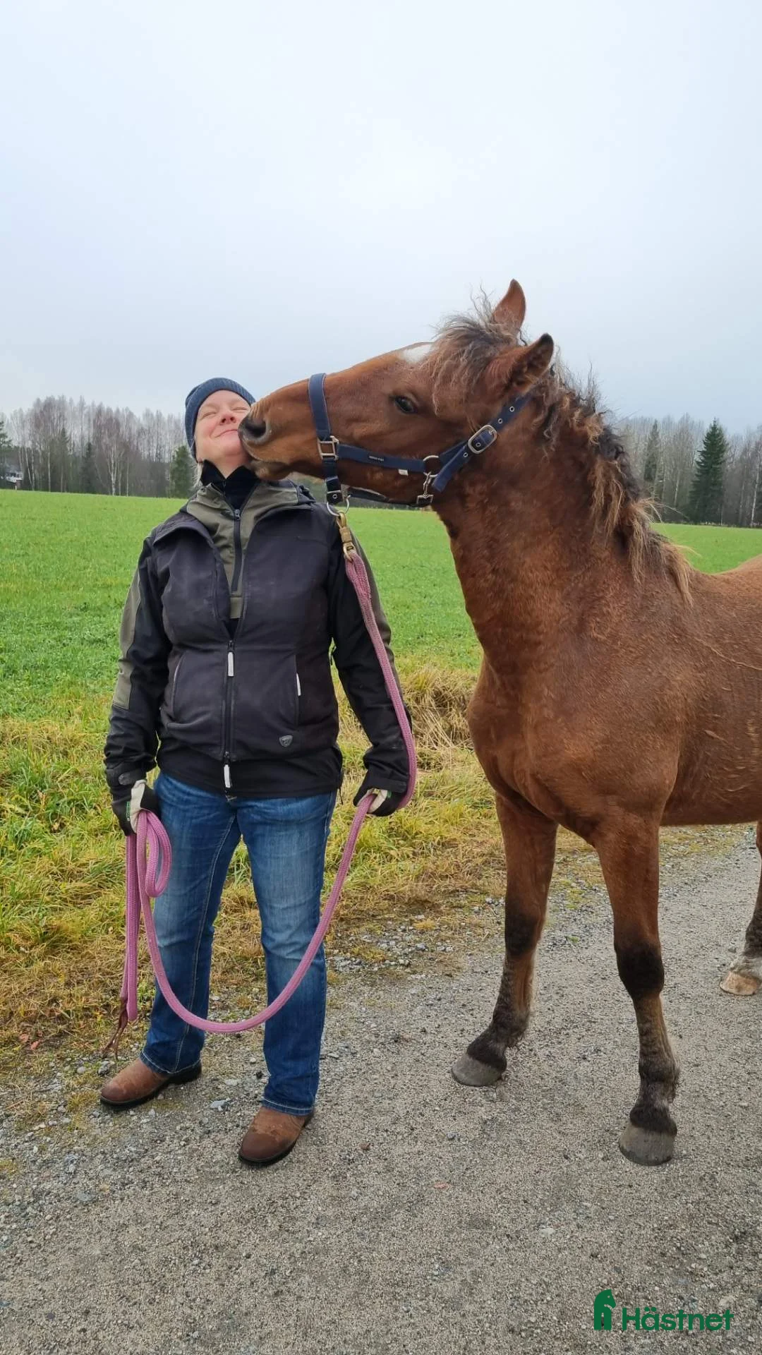 Allround hästar till salu: Am. curly-baskjir, valack - Annons 11