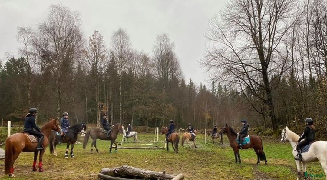  hästservice finnes: Ungdomsläger fälttävlan i Målsryd - Annons 5