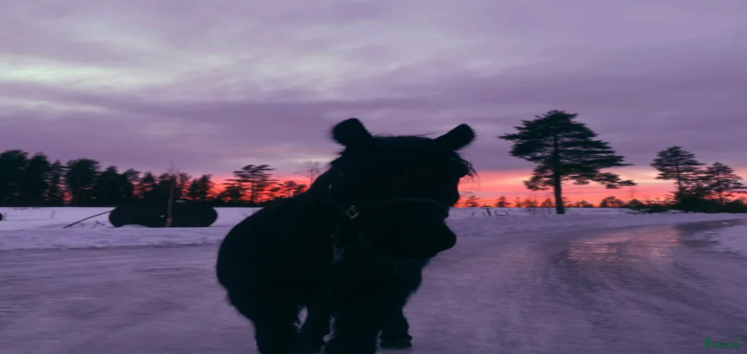 Galleribild {{count}}