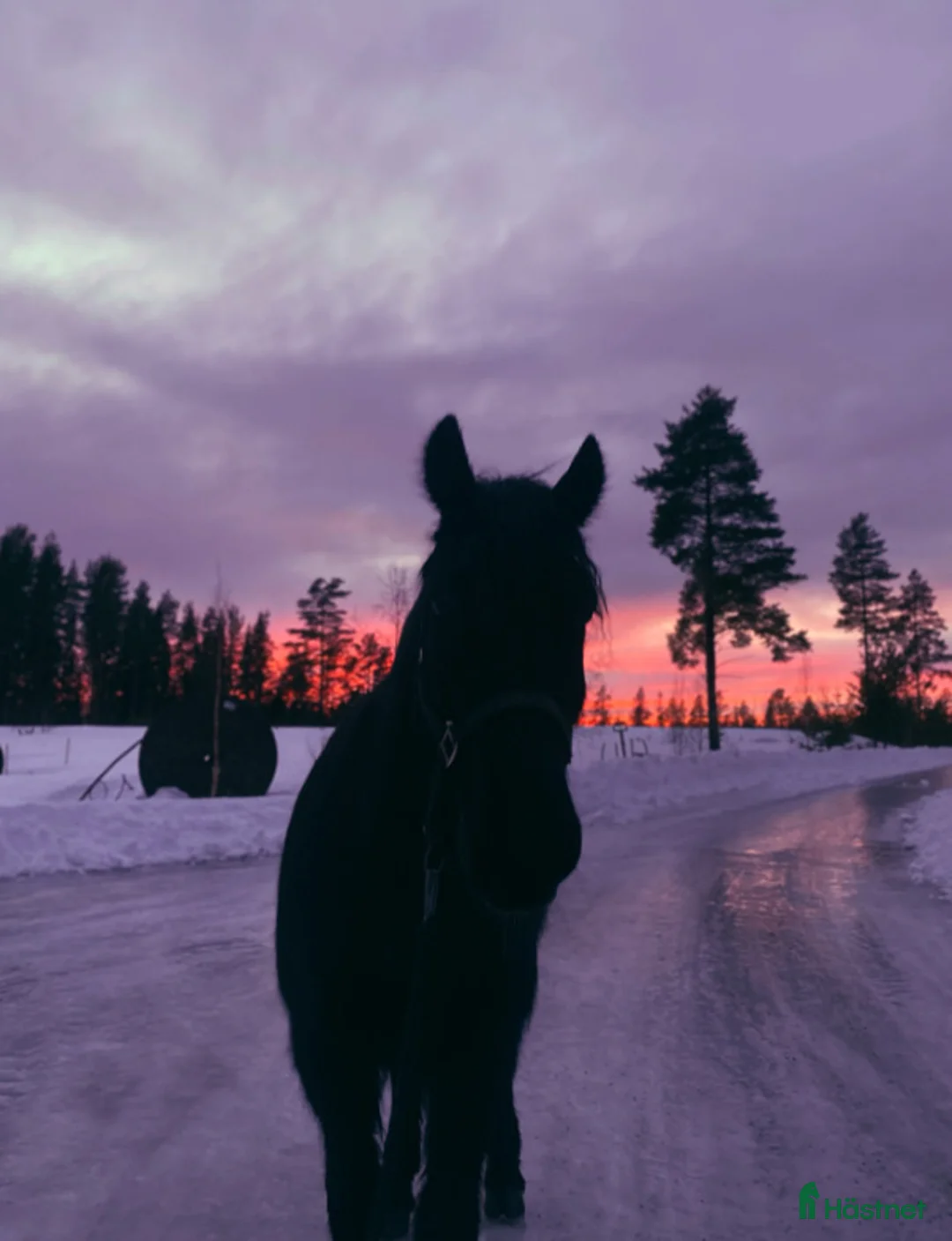 Galleribild {{count}}