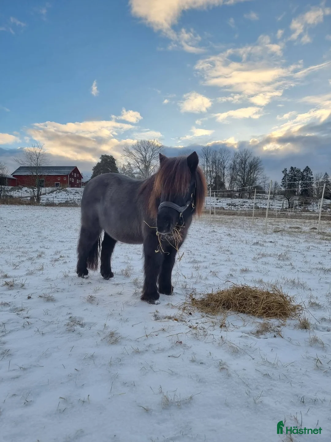 Allround hästar till salu: Intressekoll - Annons 3