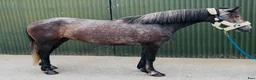 Allround hästar till salu: Connemara ponies - Annons 13
