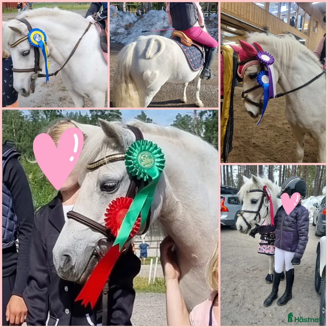 Allround hästar till salu: Fantastisk barnponny / läromästare  - Annons 1