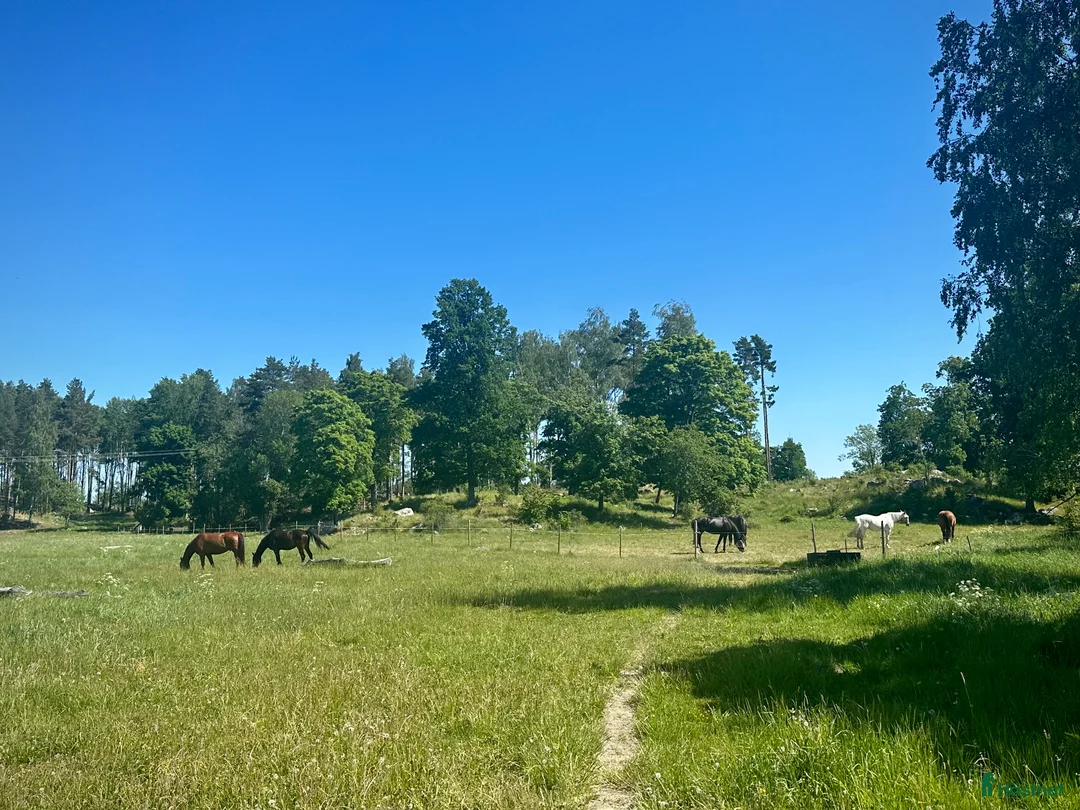  stallplats finnes: Sommarbete - Annons 1