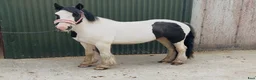 Allround hästar till salu: 125cm gelding, trained to ride and drive! - Annons 11