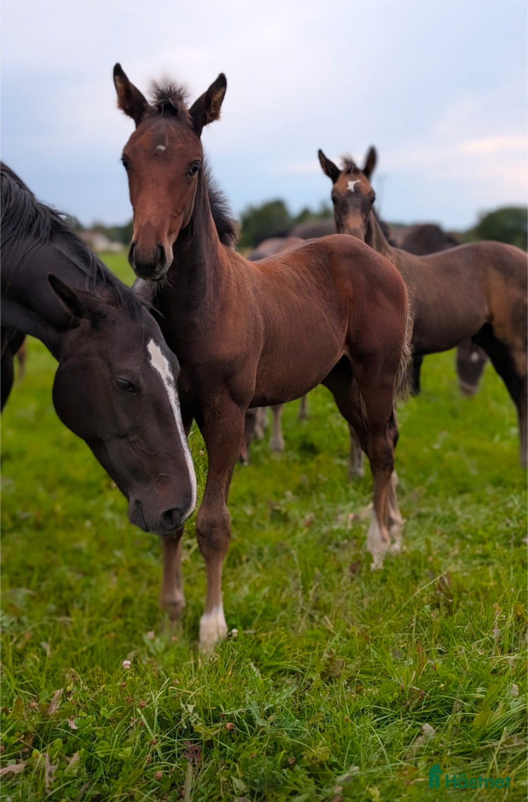 Hoppning hästar till salu: Lyxig julklapp i Falköping - Annons 2