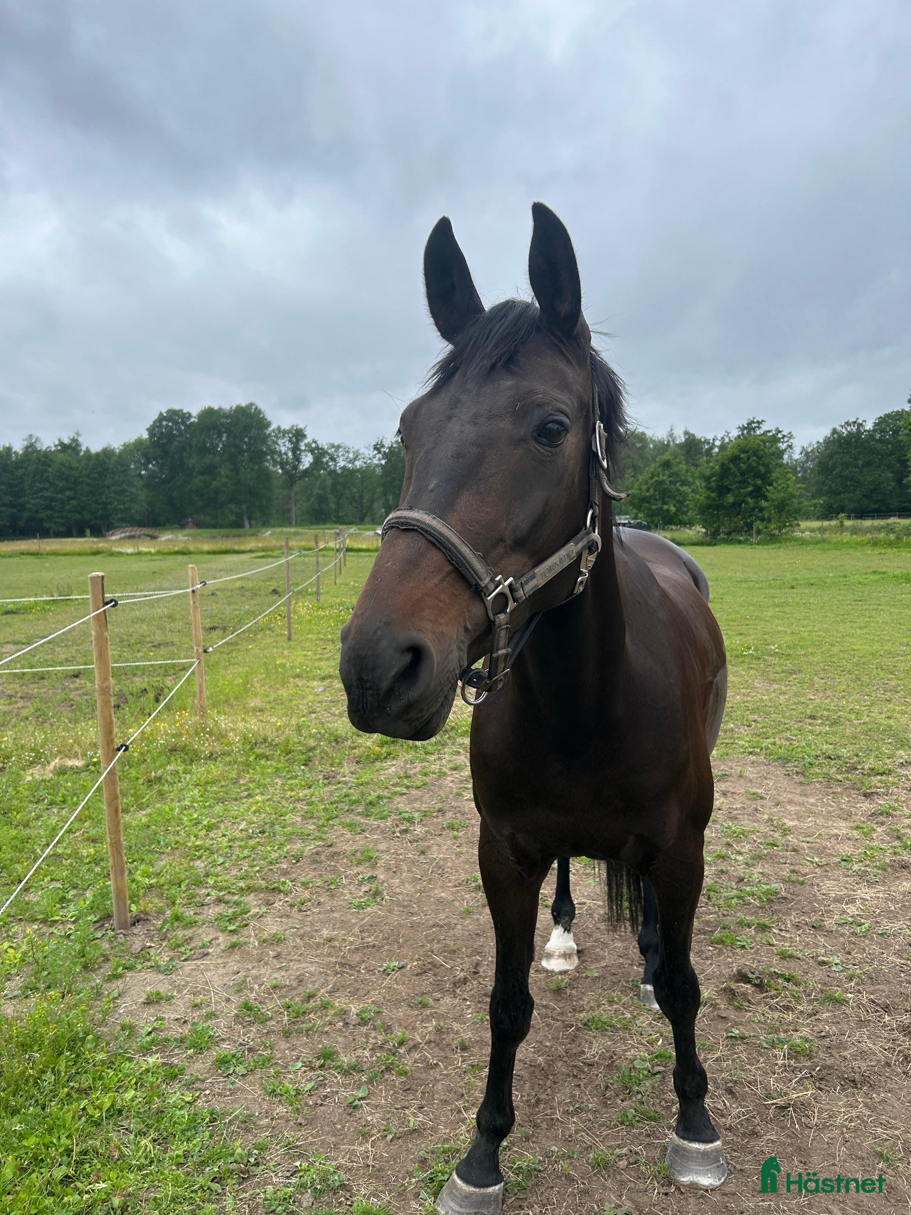  hästar Projekthäst i Ingelstad - Annons 18