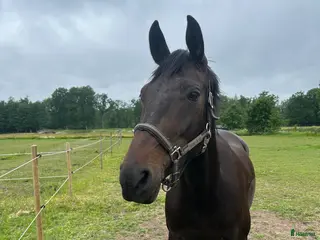 hästar Projekthäst i Ingelstad - Annons 18