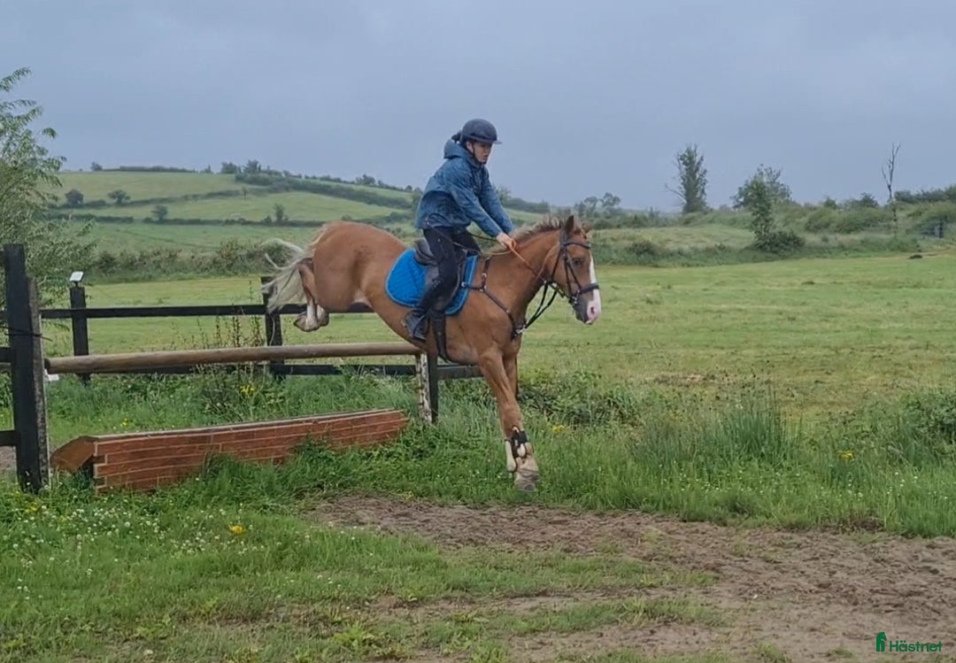 Dressyr hästar till salu: Super amazing pony i Göteborg - Annons 12