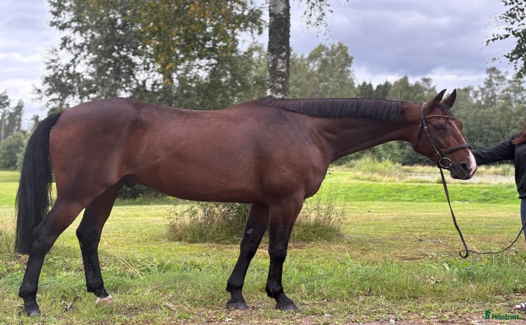  hästar i Sunne - Annons 14