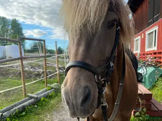 medryttarhäst sökes: Medryttare sökes i Brottby - Annons 12