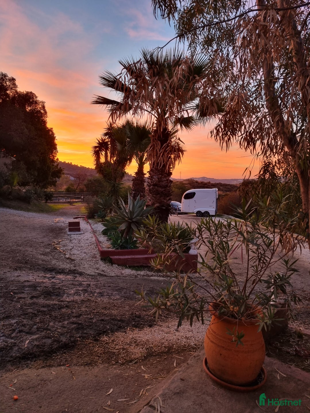 Hoppning hästar till salu: Kom ner till oss I Spanien och titta på häst! - Annons 2