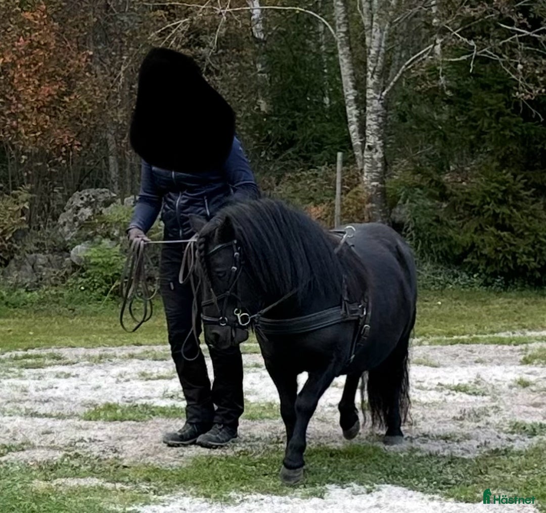 Körning hästar till salu: Shetlandsponny  i Arboga - Annons 3