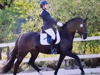 hästar Toppsto för dressyravel i Habo - Annons 7