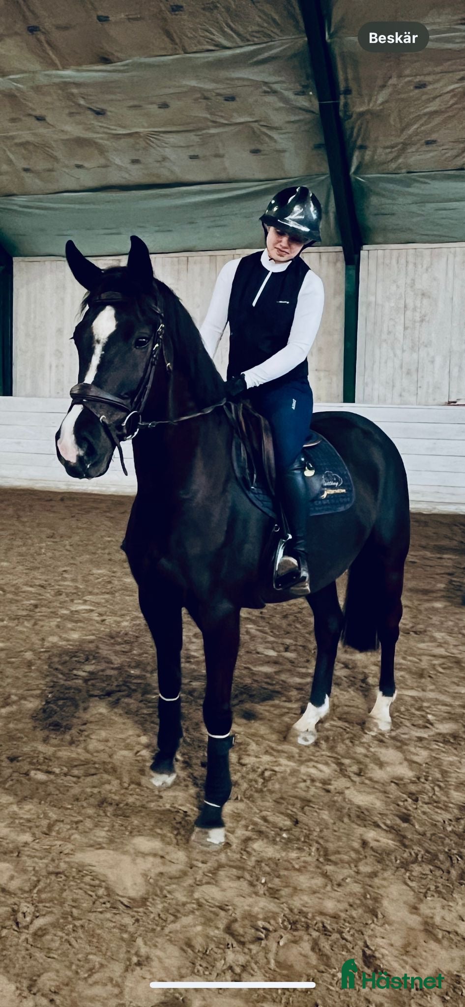  hästar Trevligt sto f 21 e:Diero lux N - Annons 7