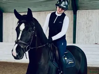 hästar Trevligt sto f 21 e:Diero lux N - Annons 7