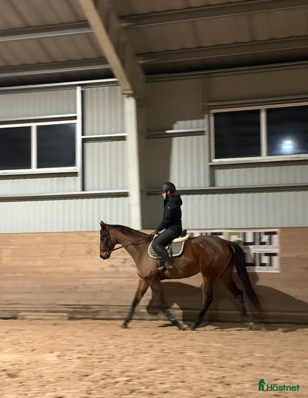 Allround hästar till salu: RESERVERAD- Världens bästa unghäst söker hem - Annons 5