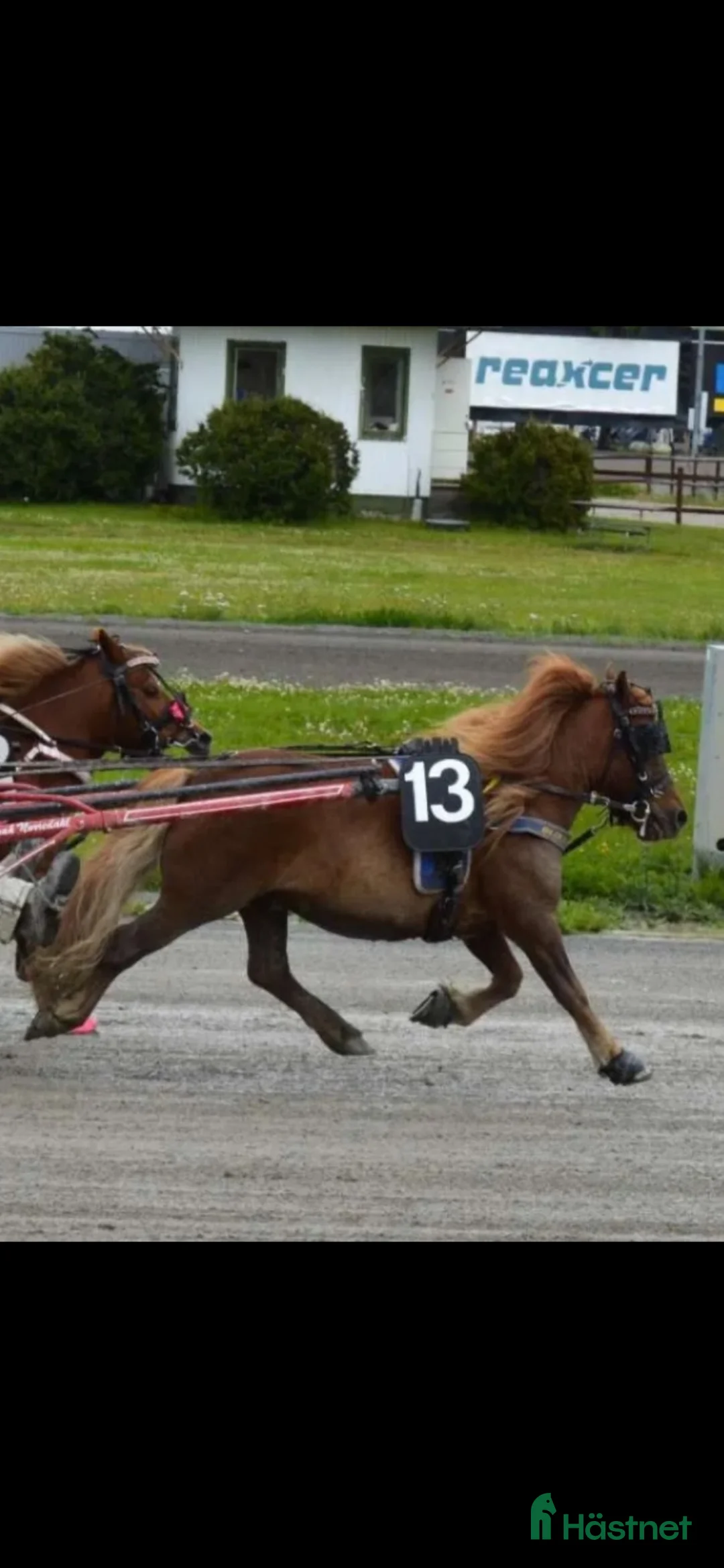Trav hästar till salu: Snabb shettistravare i Östersund - Annons 2
