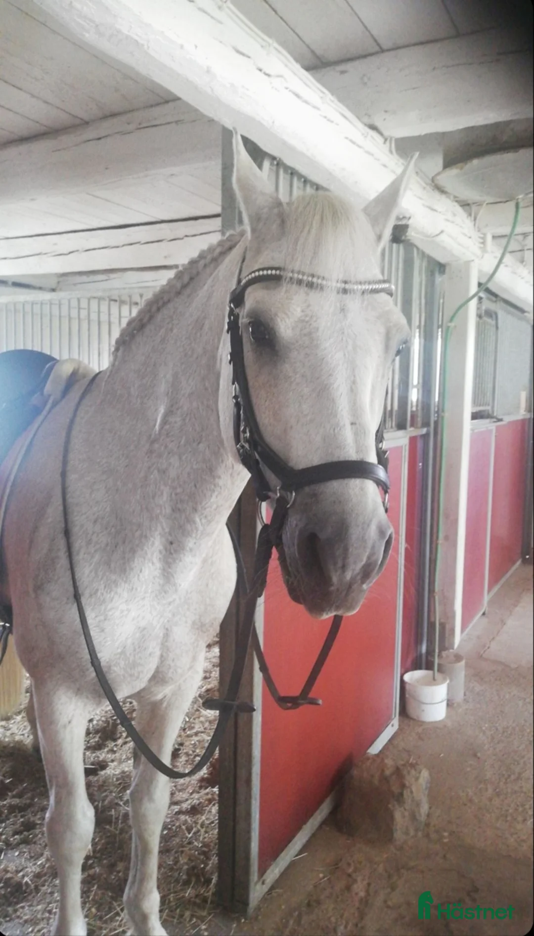 Allround hästar till salu: Snäll d-ponny säljes i Nyköping - Annons 2