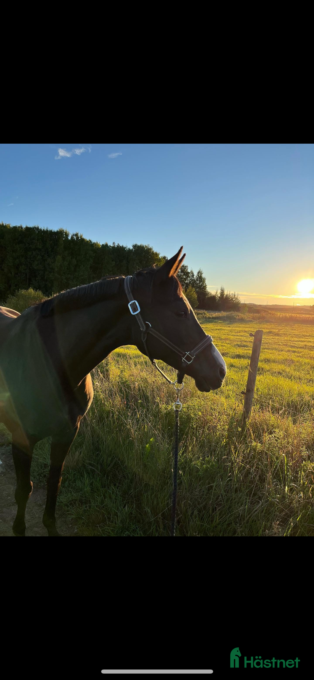 Allround hästar till salu: Projekt eller avelshäst  i Västra Frölunda - Annons 1