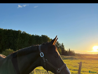 hästar Projekt eller avelshäst i Västra Frölunda - Annons 2