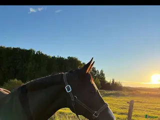 Allround hästar till salu: Projekt eller avelshäst - Annons 1