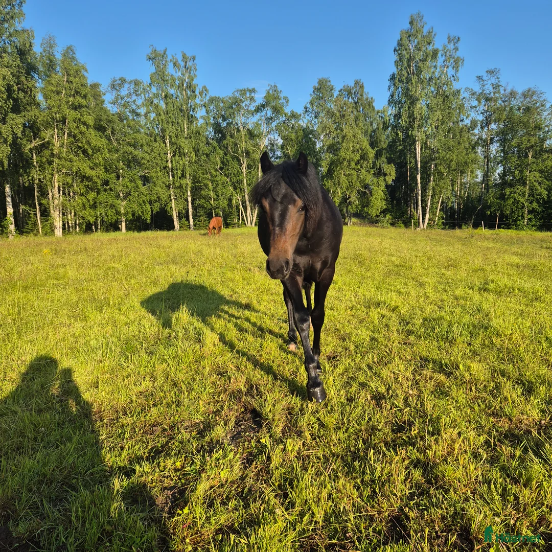 Allround hästar till salu: Underbart ungsto B-ponny, ev bytes. - Annons 4