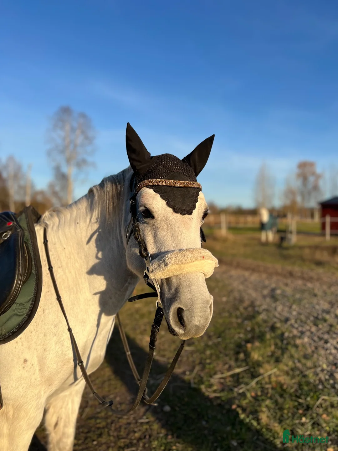 Allround hästar till salu: Ponny med stort ❤️  - Annons 2