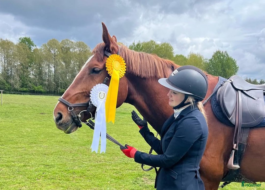 Hoppning hästar till salu: Fint hoppsto i Braås - Annons 1