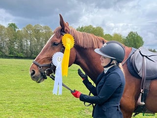 Hoppning hästar till salu: Fint hoppsto i Braås - Annons 1