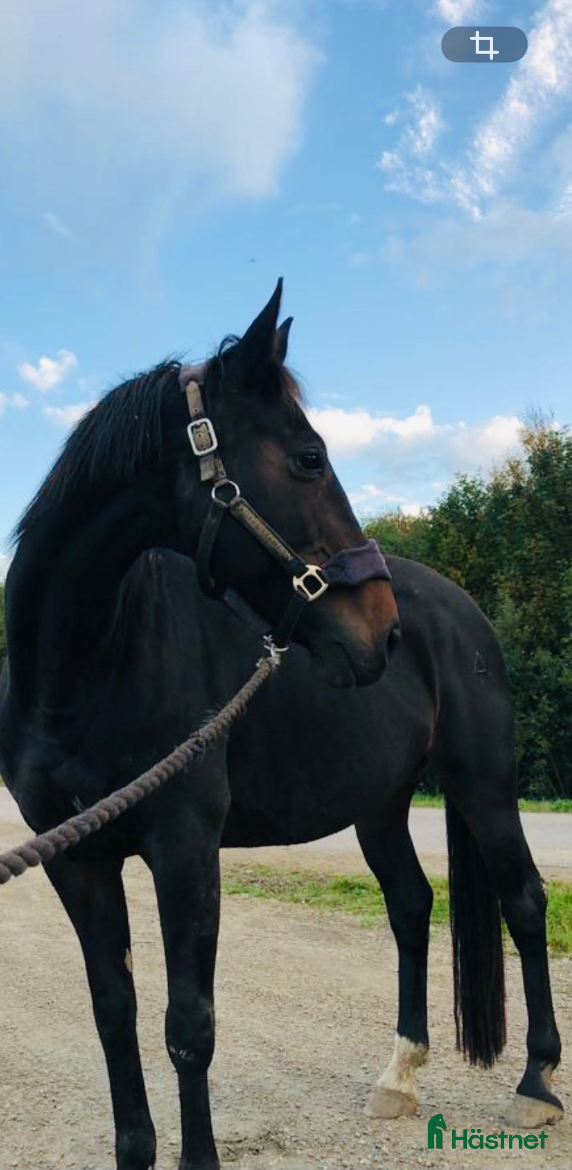  hästar Fint avelssto  - Annons 3